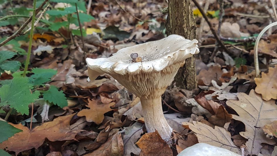 is dit een witte ridderzwam?